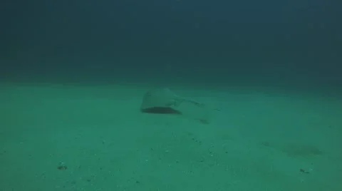 Diamond stingray (Dasyatis brevis) Stock Footage 59148453