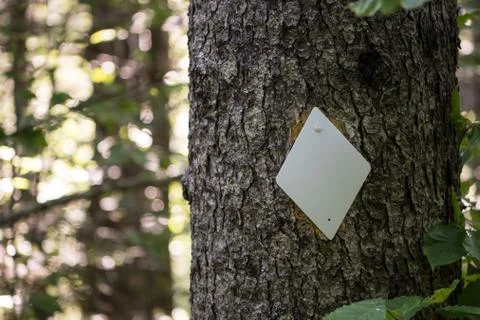Diamond Trail Blaze on Tree Foto stock