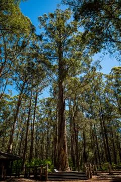 Diamond tree near Pemberton and Manjimup in Western Australia. Stock Photos