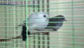 Diamond Turtledove birds in green cage HD Footage