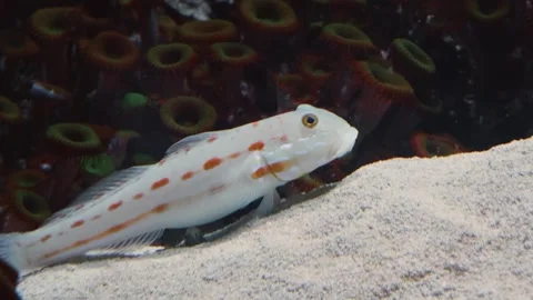 Diamond Watchman Goby on Sand Substrate Stock Footage 320084132