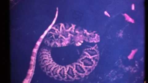 Diamondback Rattlesnake Stock Footage 50616828