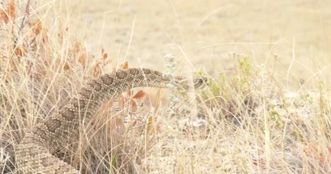 Diamondback Rattlesnake, moving through grass Stock Footage 234670425