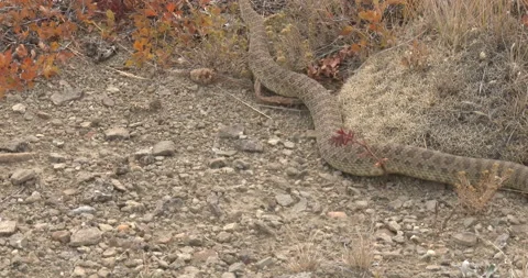Diamondback Rattlesnake, Moving Through Grass Desert Stock Footage 234672845