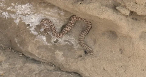 Diamondback Rattlesnake on Rock Ledge Coiling, Upset Stock Footage 234665162