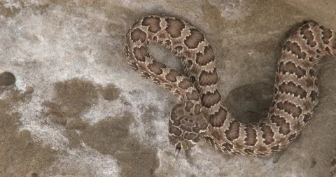 Diamondback Rattlesnake on Rock Ledge Coiling, Upset Stock Footage 234665295