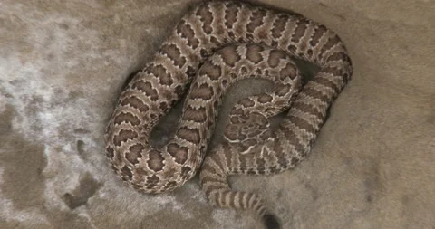 Diamondback Rattlesnake on Rock Ledge, Coiling, Upset, ZI to CU Stock Footage 234667366