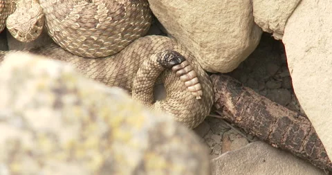 Diamondback Rattlesnake, Sunning, Visual of Tail Quivering Stock Footage 234684539