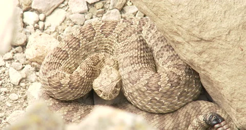 Diamondback Rattlesnake Sunning, ZO to WA Stock Footage 234680853
