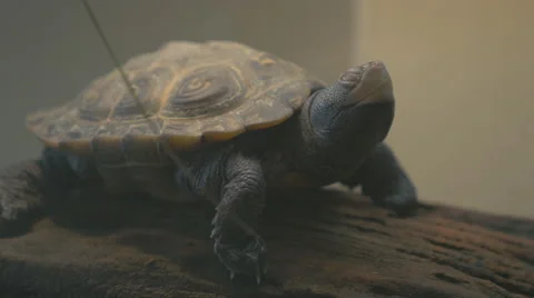 Diamondback Terrapin Basking Video stock 48380197