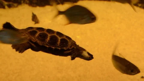Diamondback Terrapin swimming 스톡 동영상 73340389