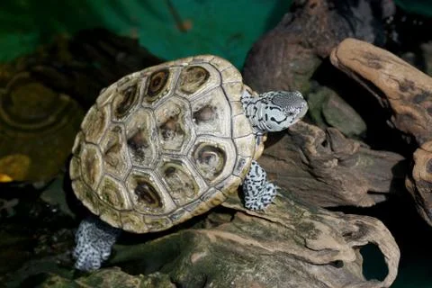 Diamondback terrapin tortoise Stock Photos