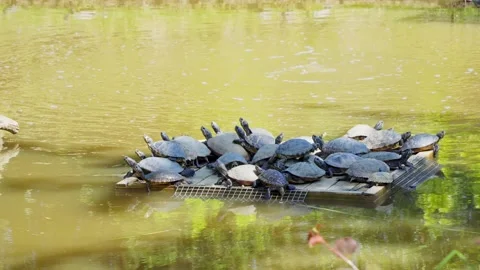 Diamondback Terrapins (Malaclemys terrapin) 库存影片 243097547