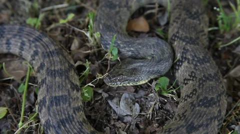 Diamondback Water Snake Vidéo 62648171