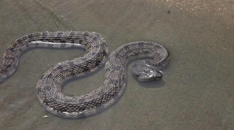 Diamondback Water Snake Stockbeeldmateriaal 62727755