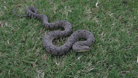 Diamondback Water Snake 動画素材 75373730