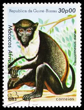 Diana Monkey (Cercopithecus diana), African primates serie, circa 1983 Stock Photos
