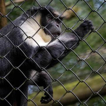 Diana Monkey (Cercopithecus diana) Diana Monkey (Cercopithecus diana) Copy... Foto stock