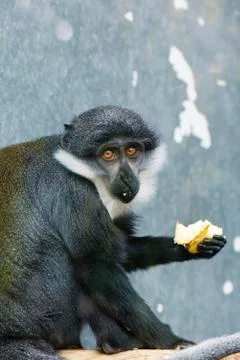 Diana Monkey (Cercopithecus diana), eating fruit Stock Photos