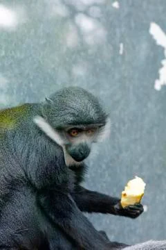 Diana Monkey (Cercopithecus diana), eating fruit Stock Photos