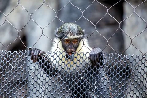 Diana Monkey (Cercopithecus diana) Found in West Africa Stock Photos