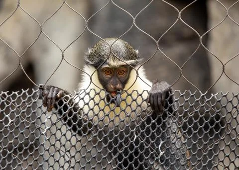 Diana monkey (Cercopithecus diana) Outdoors Stock Photos
