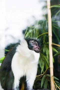 Diana Monkey (Cercopithecus diana) Foto stock