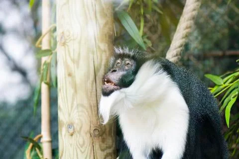 Diana Monkey (Cercopithecus diana) Stock Photos