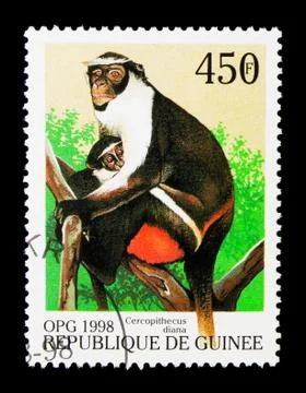 Diana Monkey (Cercopithecus diana), serie, circa 1998 Stock Photos
