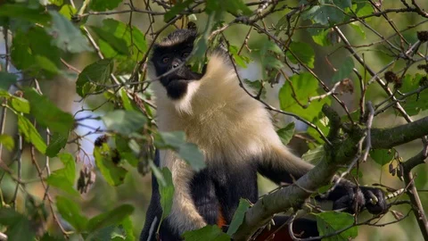 Diana monkey (Cercopithecus diana) in tree top Stock Footage 102920275