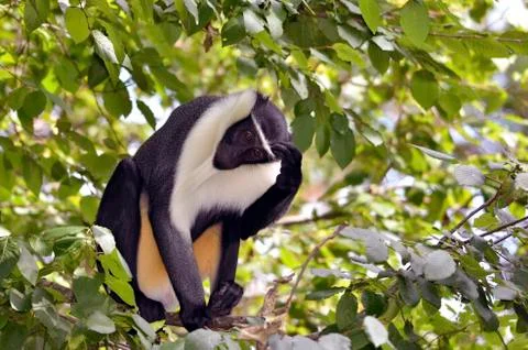 Diana monkey in tree Stock Photos