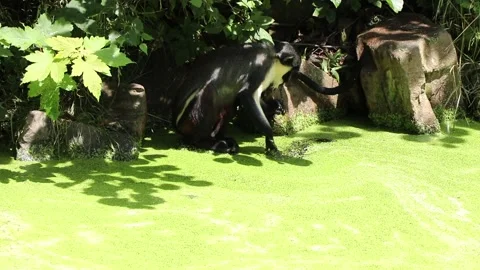 Diana monkey tries to remove the green coating Stock Footage 134290377
