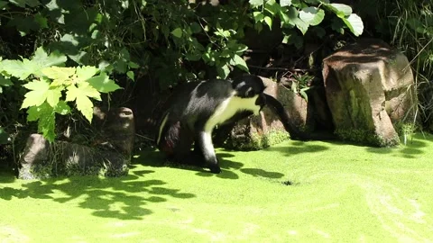 Diana monkey tries to remove the green coating Stock Footage 134290785