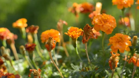 DianaMakeup 17 Stock Footage 95629247