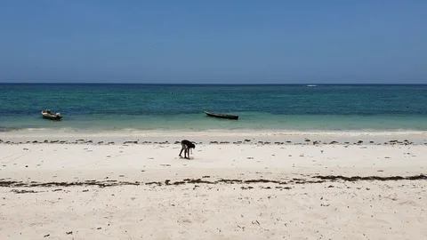Diani Beach, Kenia - March 20, 2020: Fisherman beats an octopus on the sand at Stock Footage 129876286