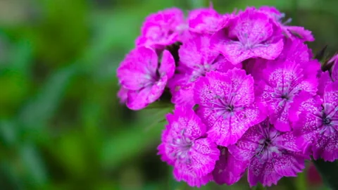 Dianthus barbatus Stock Footage 116012625