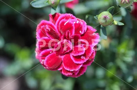 Dianthus caryophyllus, commonly known as the carnation or clove pink, is a sp Stock Photos