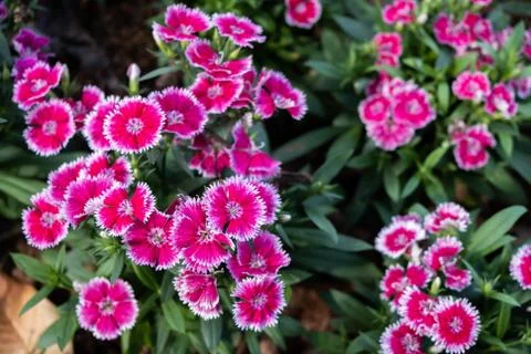 Dianthus caryophyllus, as known as the carnation or clove pink flower in the  Stock Photos