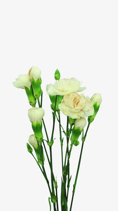 Dianthus 'Devon Cream' Blooming Time Lapse, Vertical 库存影片 346251190