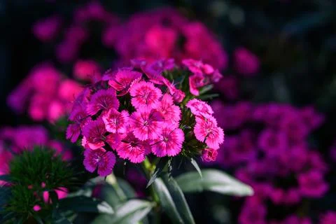 Dianthus flower Also called "pinks," blooming in the garden, in Thailand Stock Photos
