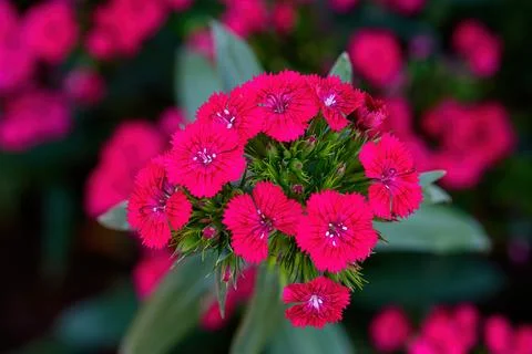 Dianthus flower Also called "pinks," blooming in the garden, in Thailand Stock Photos