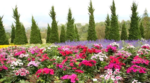 Dianthus  flower  Stock Footage 33496306