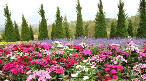 Dianthus  flower  Stock Footage 33496313