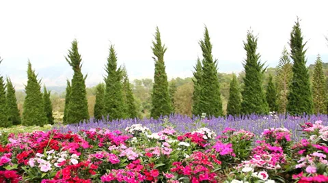 Dianthus  flower  Stock Footage 33496989
