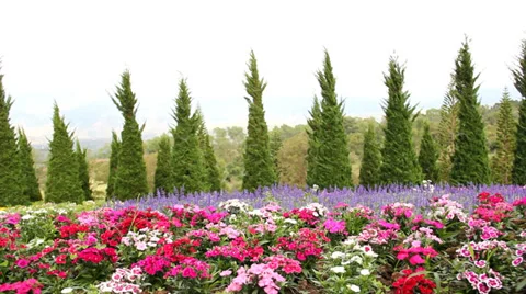 Dianthus  flower  Stock Footage 33497032