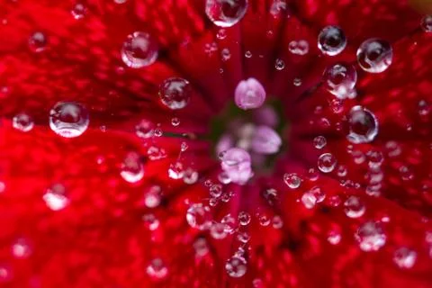Dianthus flower macro Stock Photos