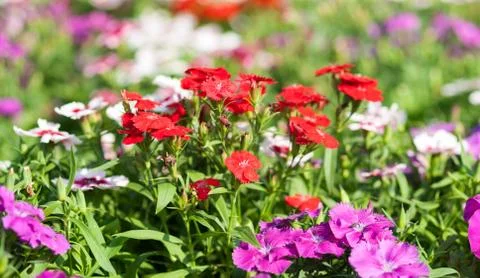 Dianthus flower Stock Photos