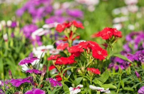 Dianthus flower Stock Photos