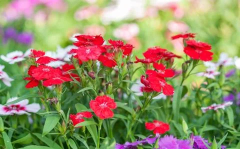 Dianthus flower Stock Photos