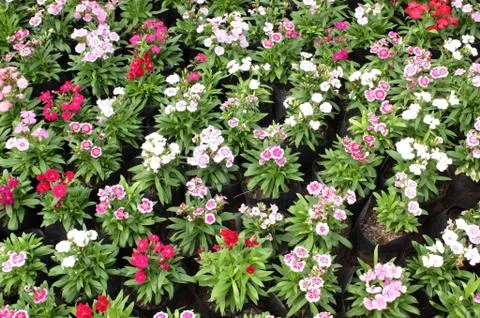 Dianthus flowers Stock Photos